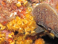 Krustenanemonen